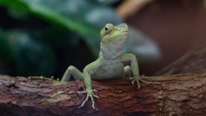 terrarium gecko