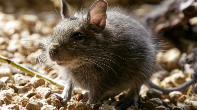 Degu Terrarium